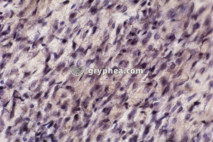 Mésentère x100 - gryphea.com